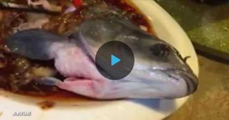 Զոմբի ձուկը վերակենդանացել է, երբ մատուցել են սեղանին որպես կերակուր. տեսանյութ