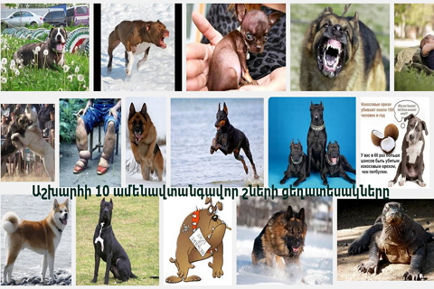 Աշխարհի 10 ամենավտանգավոր շների ցեղատեսակները