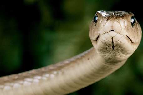 Ո՞ր երկրում օձեր չկան