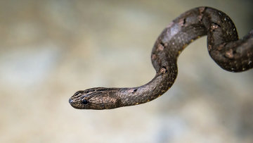 Ի՞նչ պետք է անել առաջնահերթ, եթե թունավոր օձ է խայթել