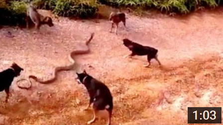 Դիտարժան տեսանյութ. կոբրայի մենամարտը շների ոհմակի դեմ (տեսանյութ)