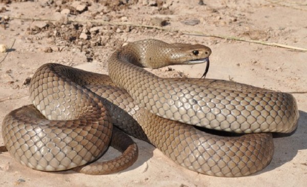 Ամենավտանգավոր օձերն աշխարհում, որոնցից պետք է փախչել առանց վարանելու (ֆոտո)