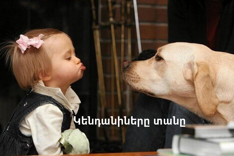 Կենդանիները` տանը